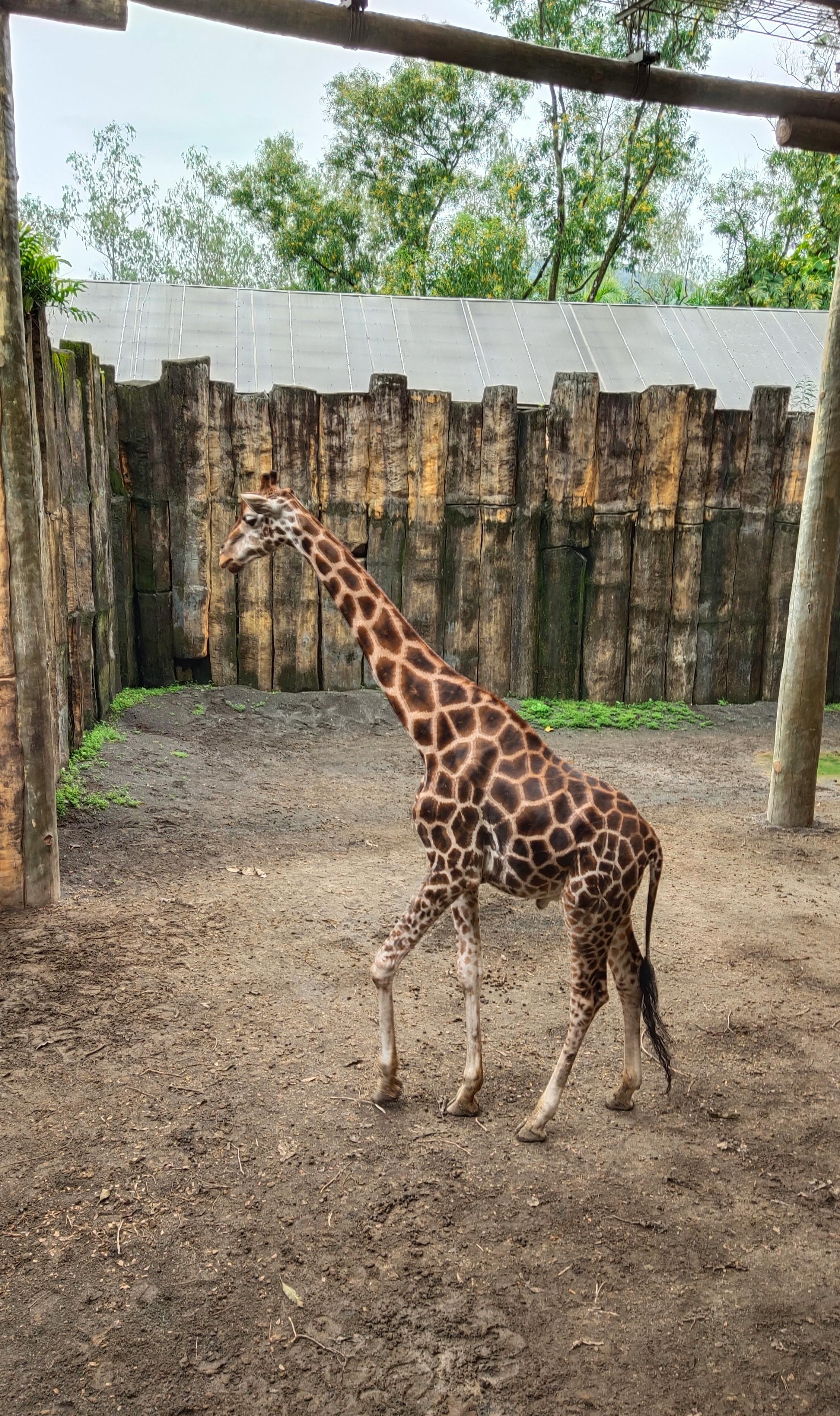 A giraffe walking in an enclosure with a wooden fence and roofed structure in the background.