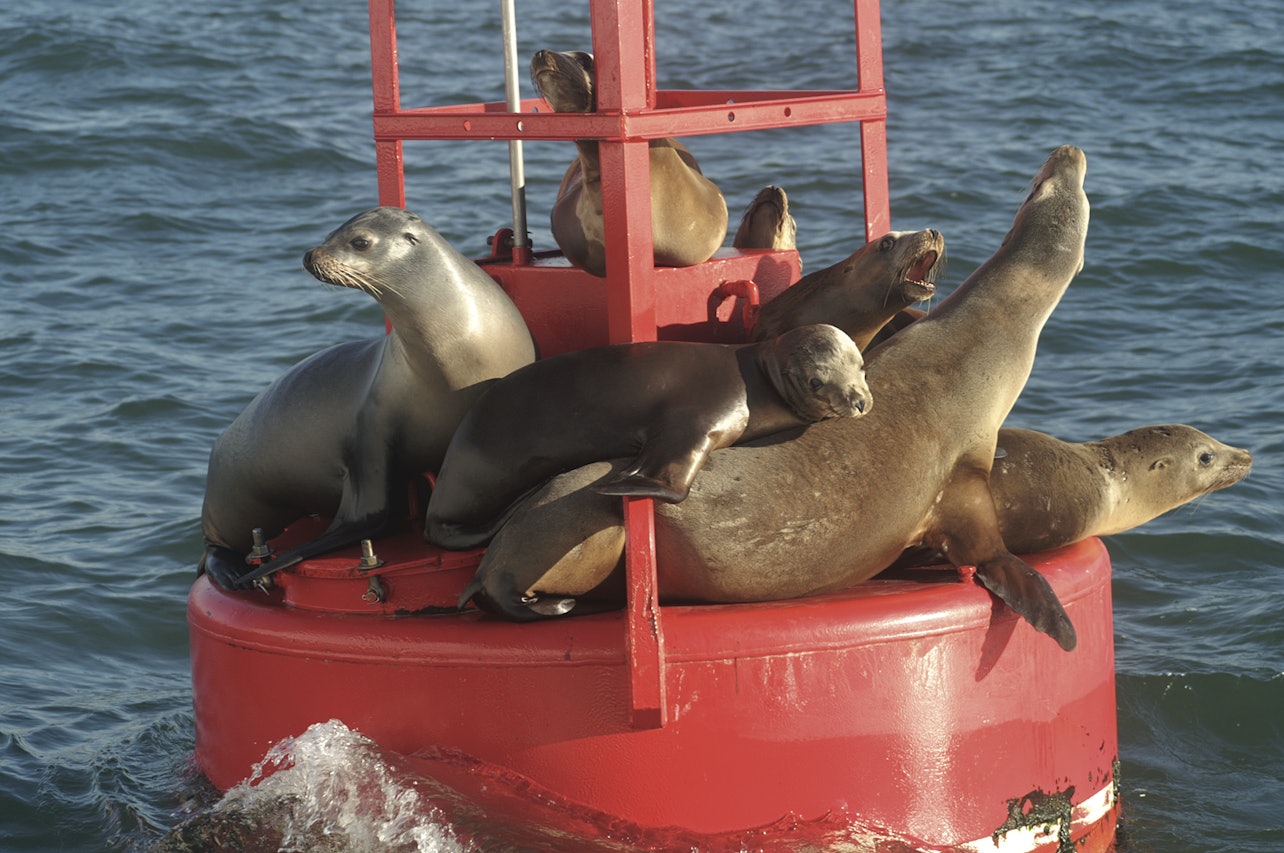 San Diego: 2-Hour Harbor Cruise & Sea Lion Adventure - Accommodations in San Diego