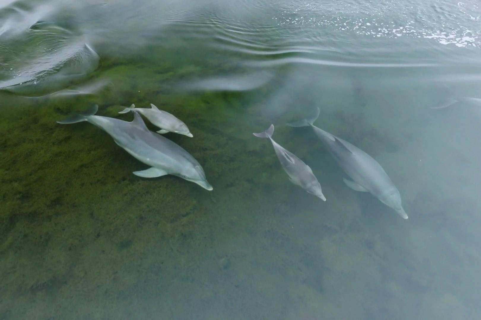 Discover wild dolphin behavior.