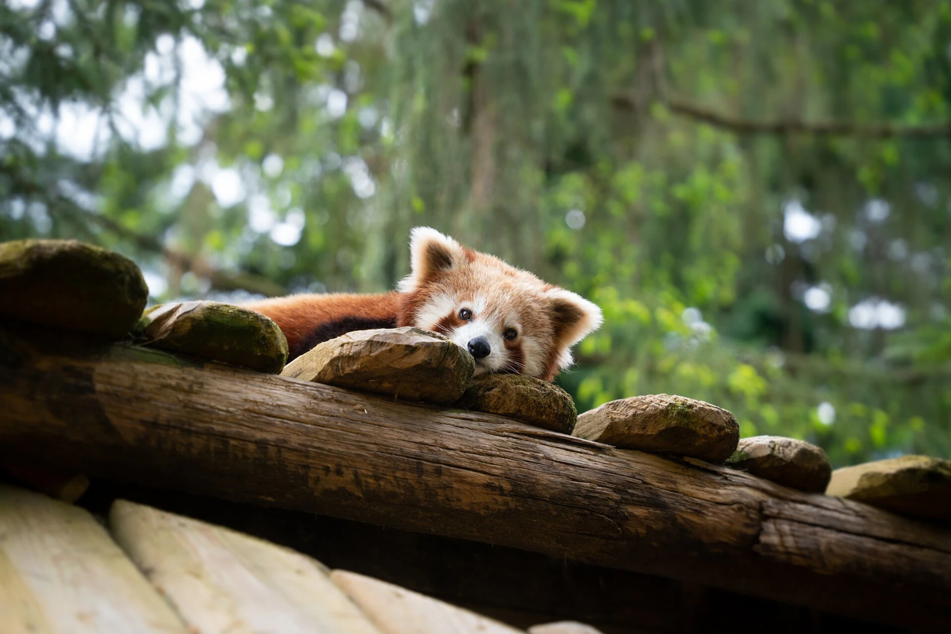 Jardim Zoológico de Amnéville: bilhete de acesso rápido