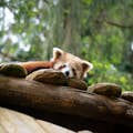 Panda vermelho no zoológico de Amnéville