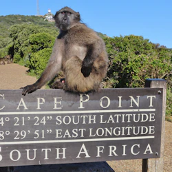 Table Mountain, Boulders Beach & Cape Point: Private Tour + Roundtrip Transfer 4