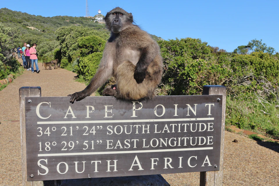 Baboon on Cape Point sign