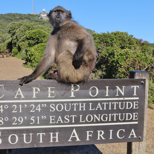 Private Tour: Cape Town Table Mountain, Boulder's Penguins & Cape Point