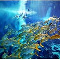 棕榈岛的亚特兰蒂斯--终极浮潜