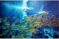 棕榈岛的亚特兰蒂斯--终极浮潜