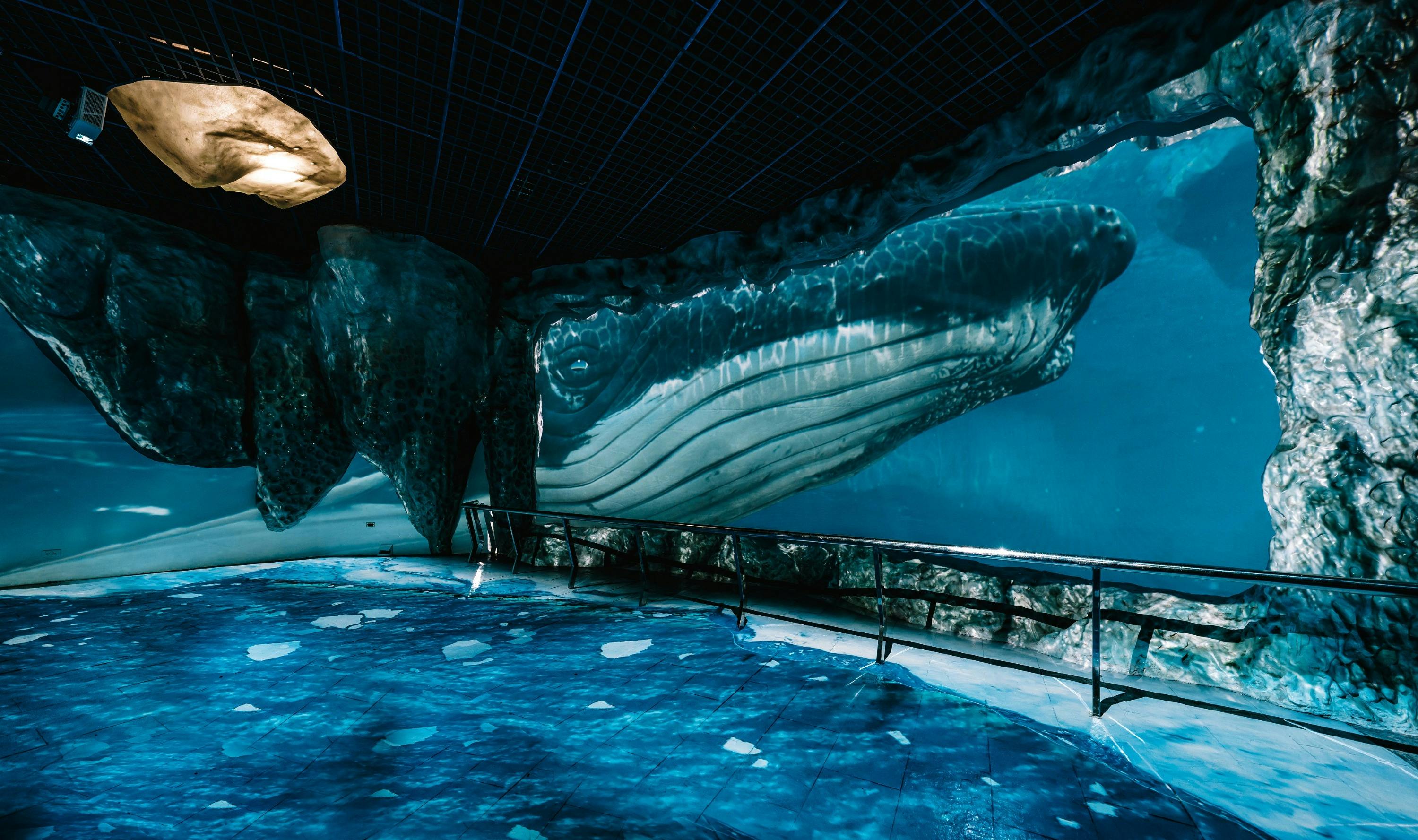 A large whale is seen through an aquarium window, with a walkway and railing in the foreground.