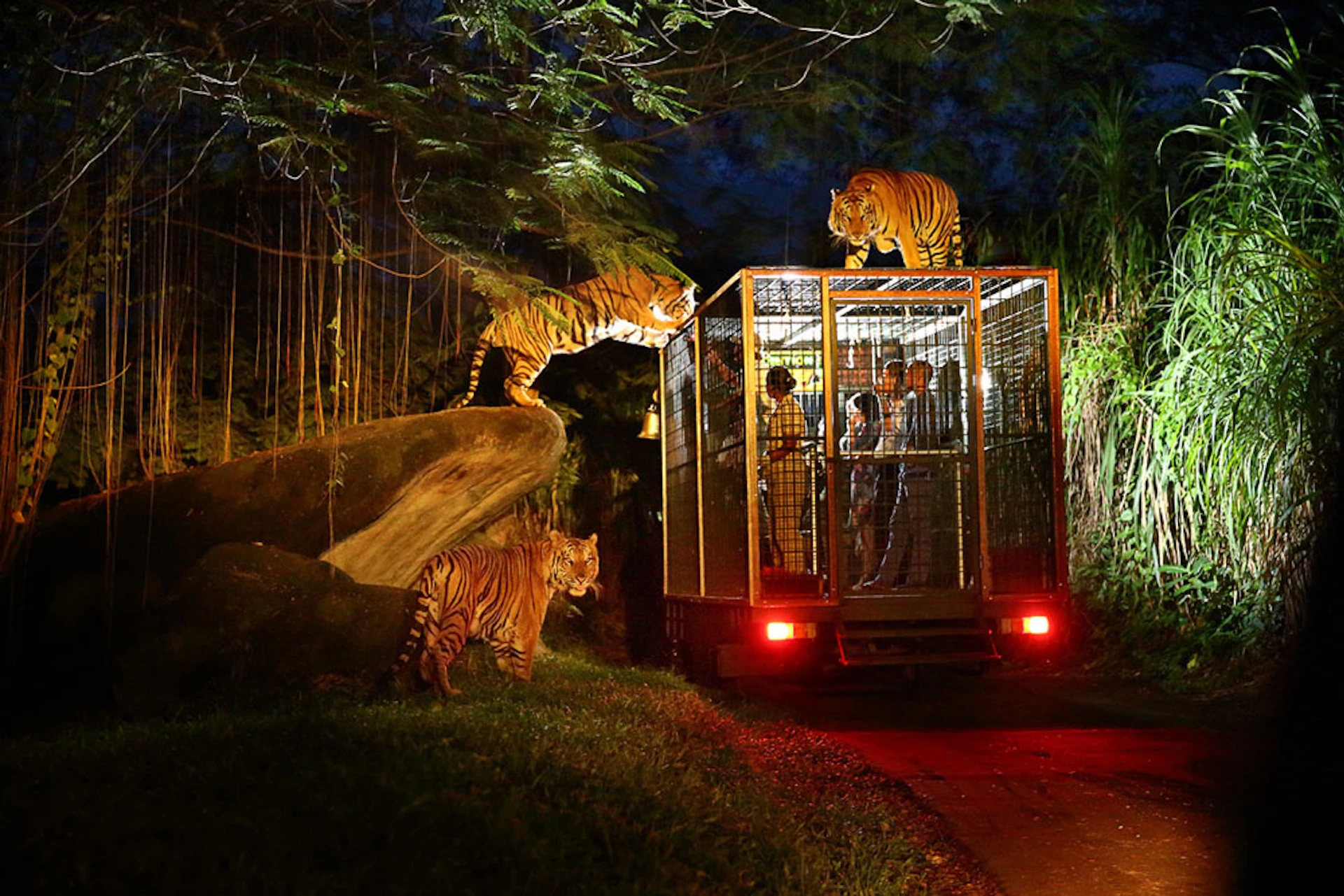 Three tigers surround and climb on a caged vehicle with people inside, set in a nighttime jungle environment.
