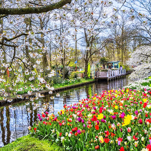 ロッテルダム発 キューケンホフ 花畑ガイドツアー 価格 予約 22年 05月 ロッテルダム発 キューケンホフ 花畑ガイドツアー 価格 予約 22年 05月