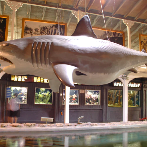 Key West Aquarium: Entry Ticket - Photo 8