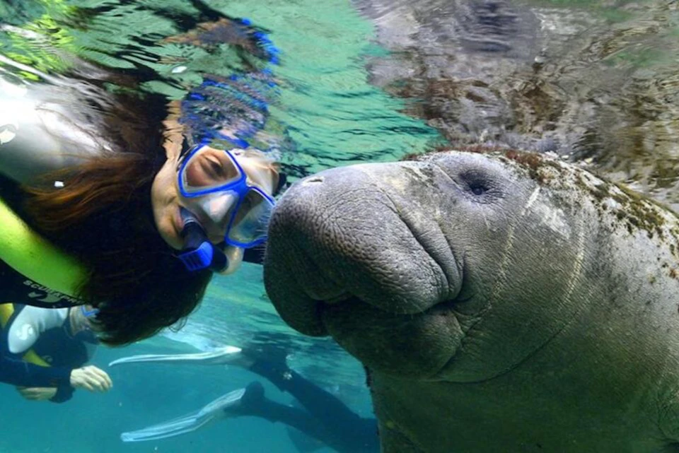 Swim with the Manatees, Wildlife Park, Airboat Ride