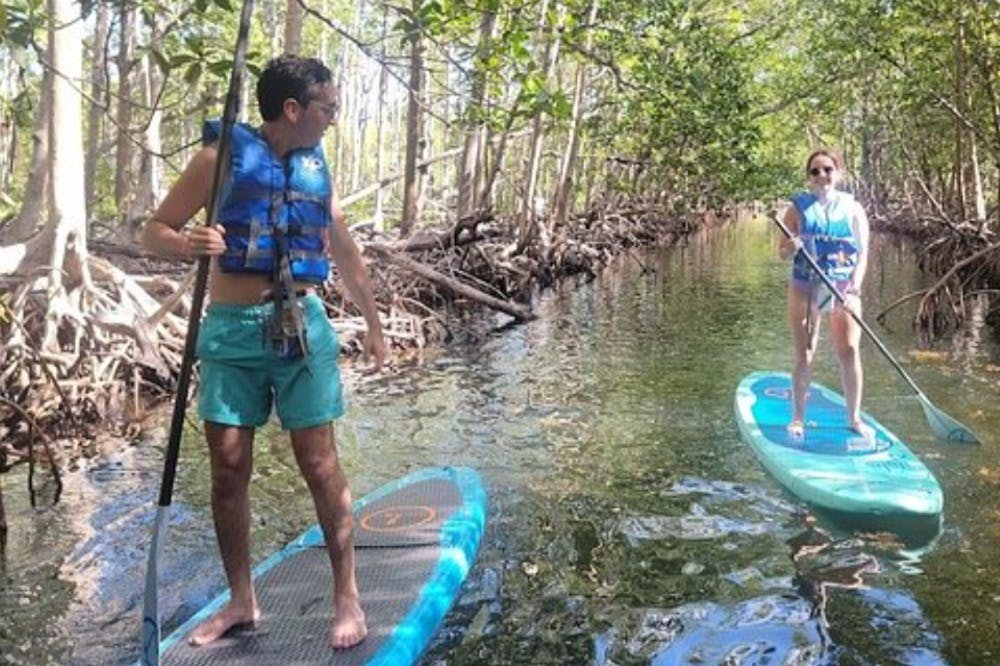 mangrove paddleboard