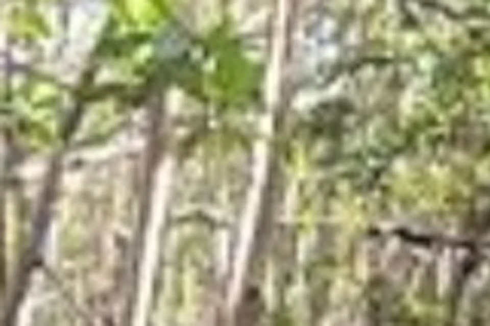 mangrove paddleboard