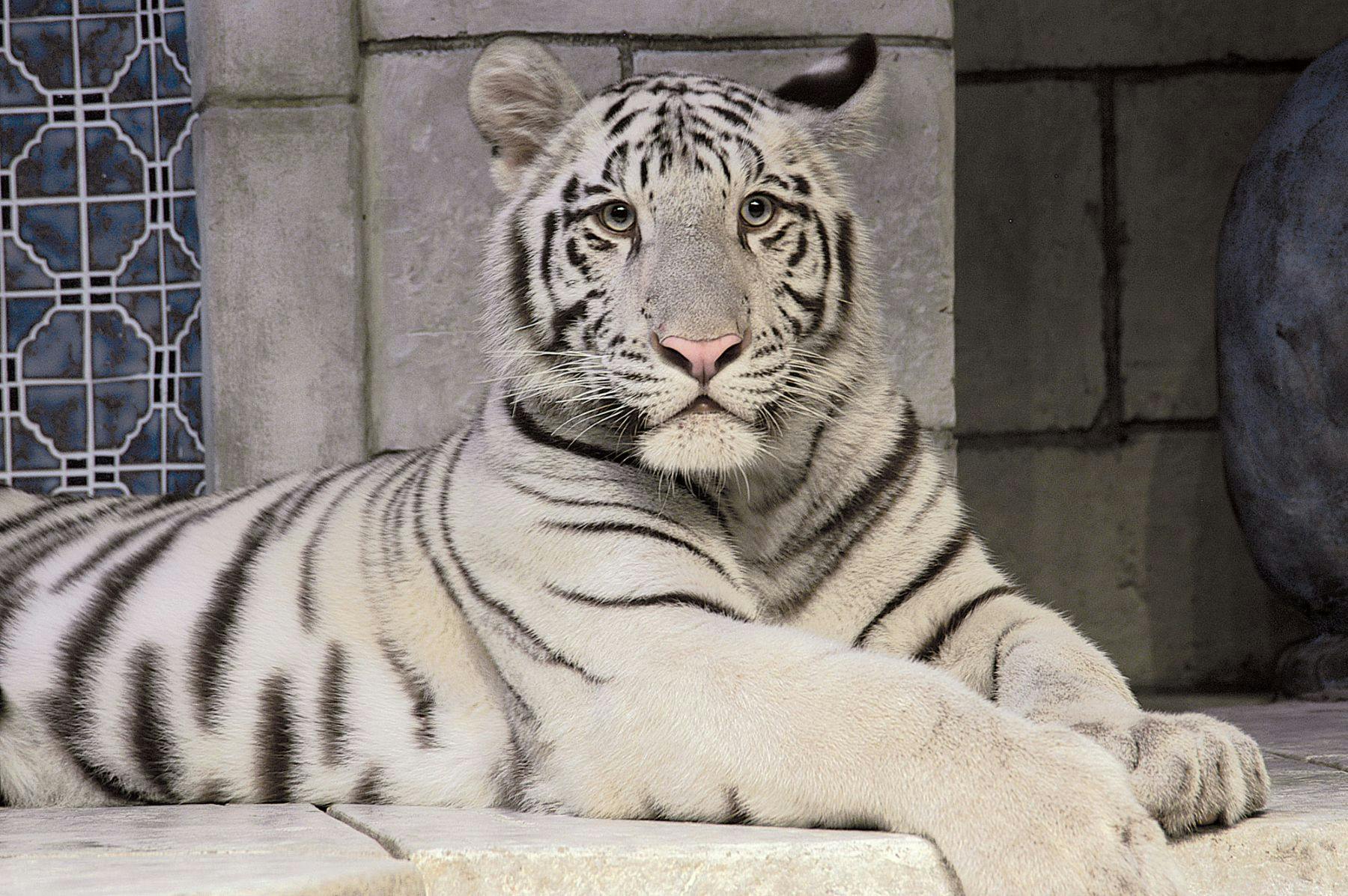 A white tiger with black stripes and a pink nose lies down, facing the camera, in front of a stone wall.
