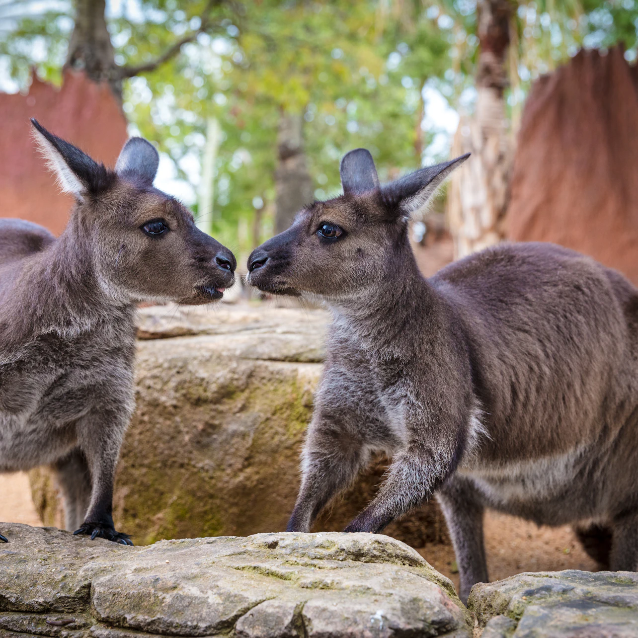 WILD LIFE Sydney Zoo: Entry Ticket in Sydney β Tiqets