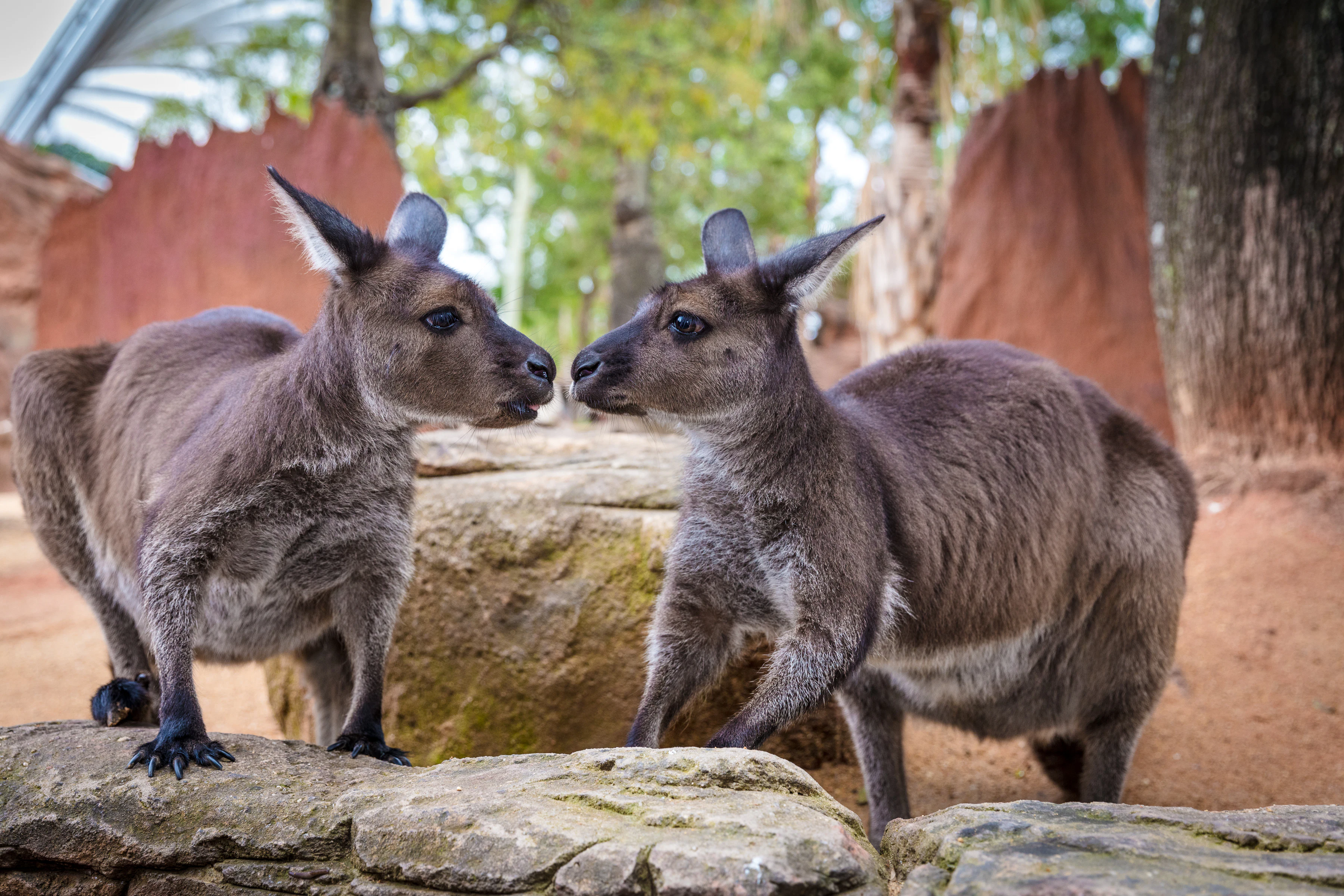 WILD LIFE Sydney Zoo: Entry Ticket