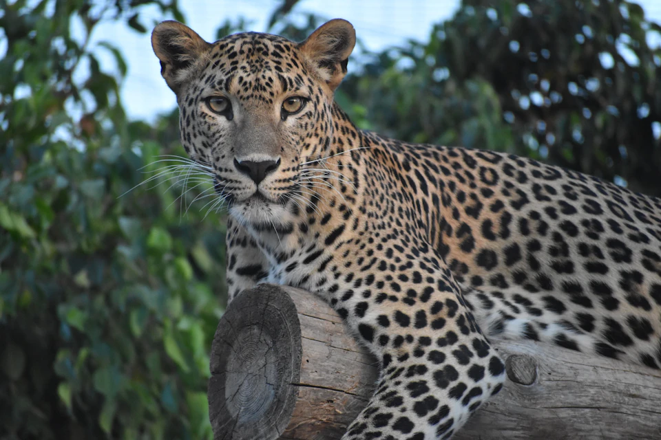 Leopard