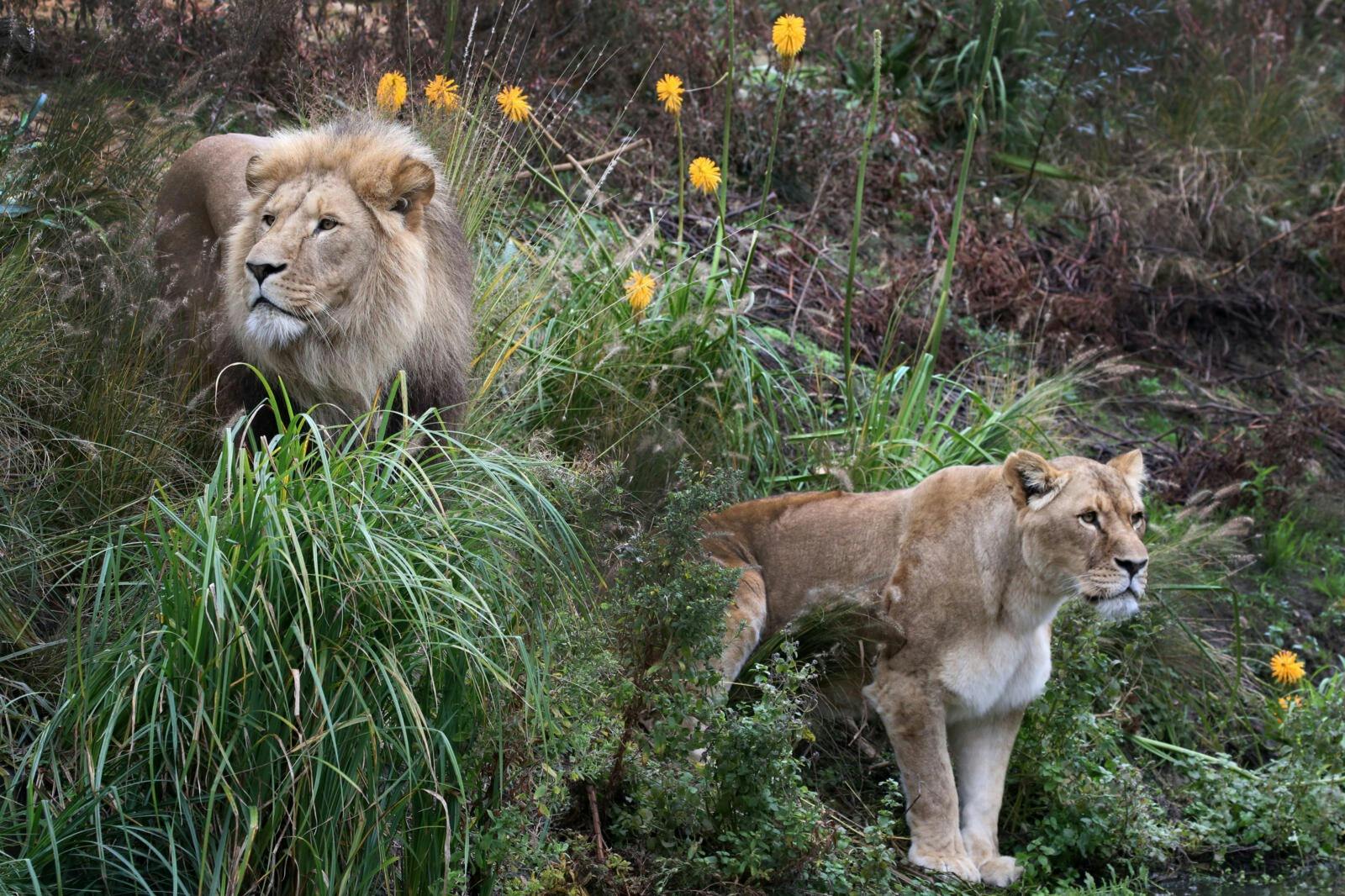 Lew i lwica stojące wśród wysokiej trawy i liści, w tle widoczne żółte kwiaty.