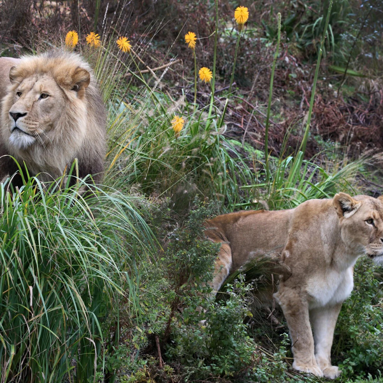 ARTIS Amsterdam Royal Zoo: Entry Ticket in Amsterdam β Tiqets