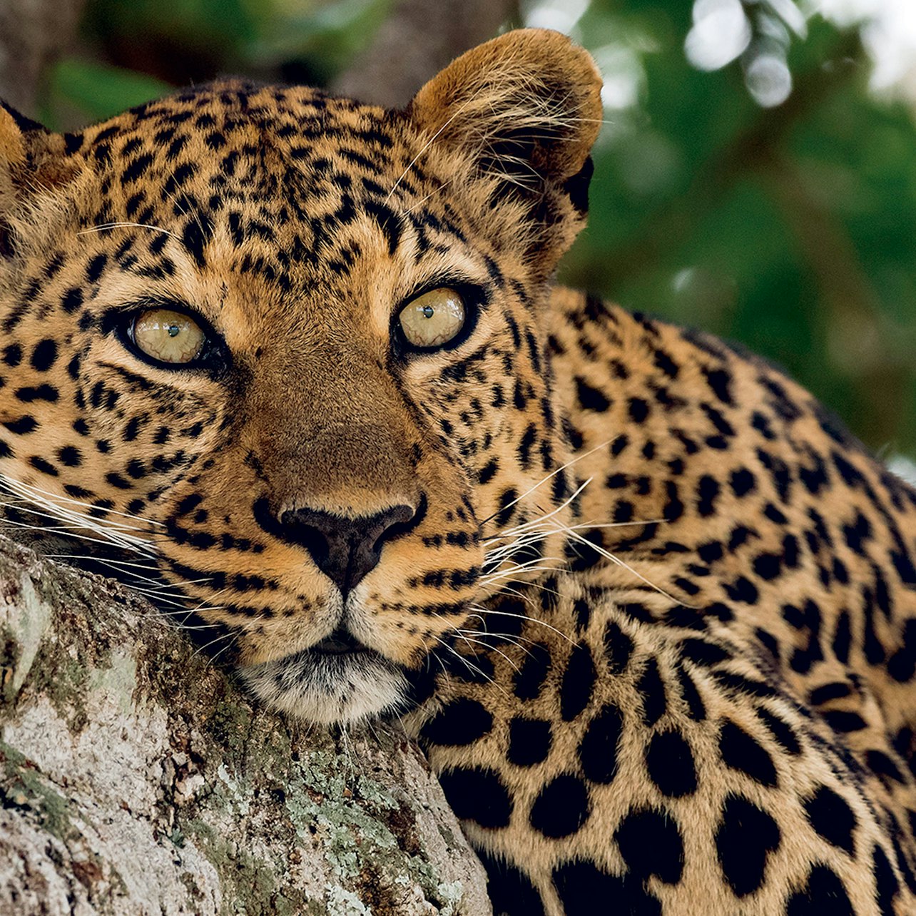 Zoo Aquarium Madrid: sem filas - Acomodações em Madrid