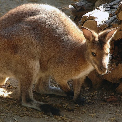 Bioparco di Roma: Open Ticket - Photo 12