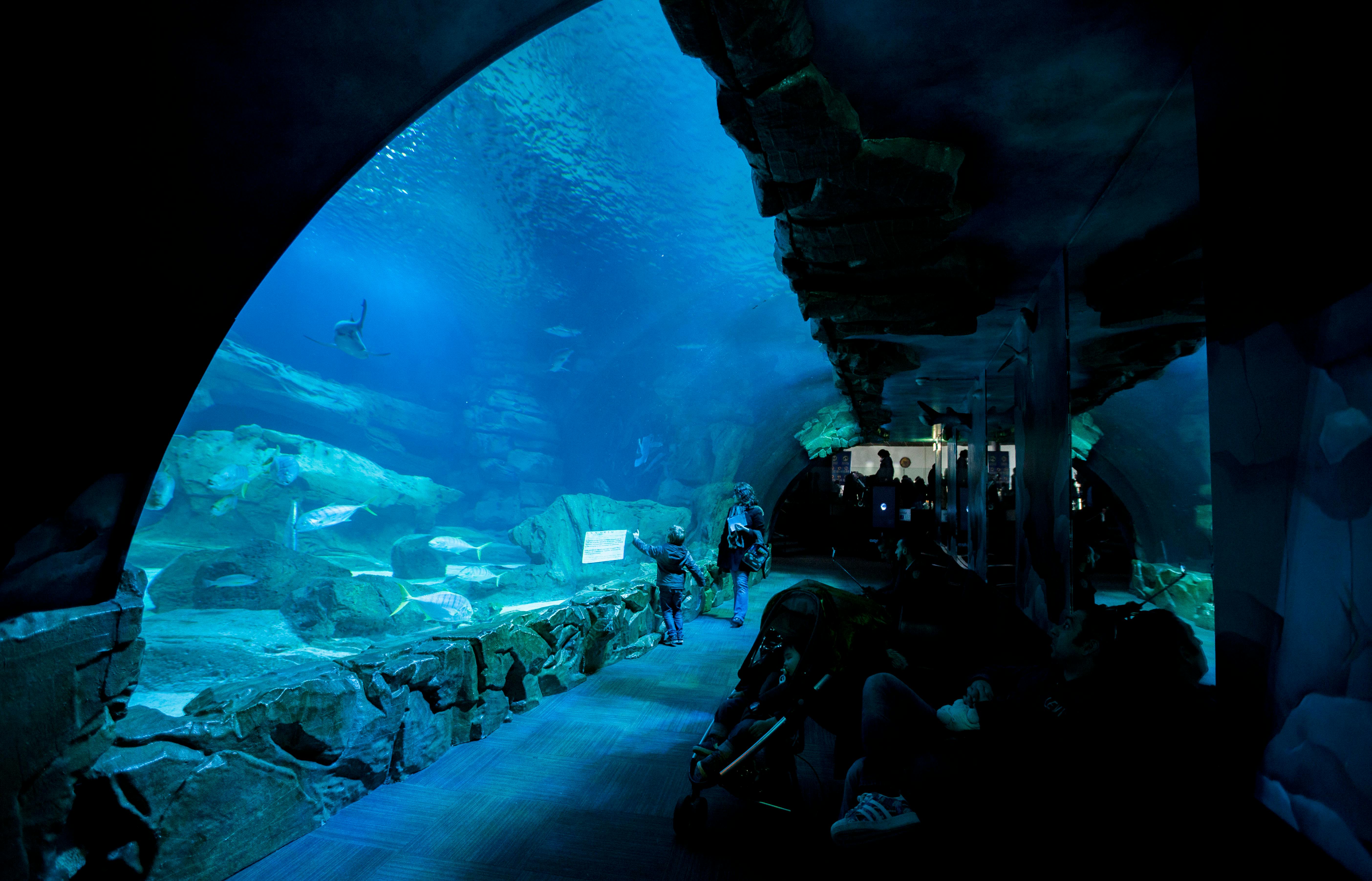 Mensen die door een onderwater aquariumtunnel lopen, omringd door onderwaterleven en verlicht door blauwe verlichting.