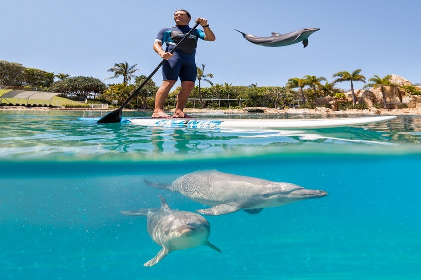 Man paddleboarding on clear water with dolphins swimming below and one jumping above the surface. Palm trees and buildings in the background.