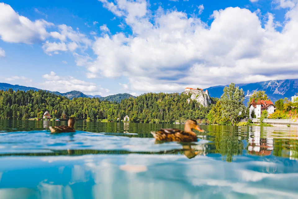 Two ducks swimming on a lake with a view of a forested shoreline, hills in the background, and a partially cloudy sky.