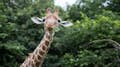 Una giraffa che mangia foglie