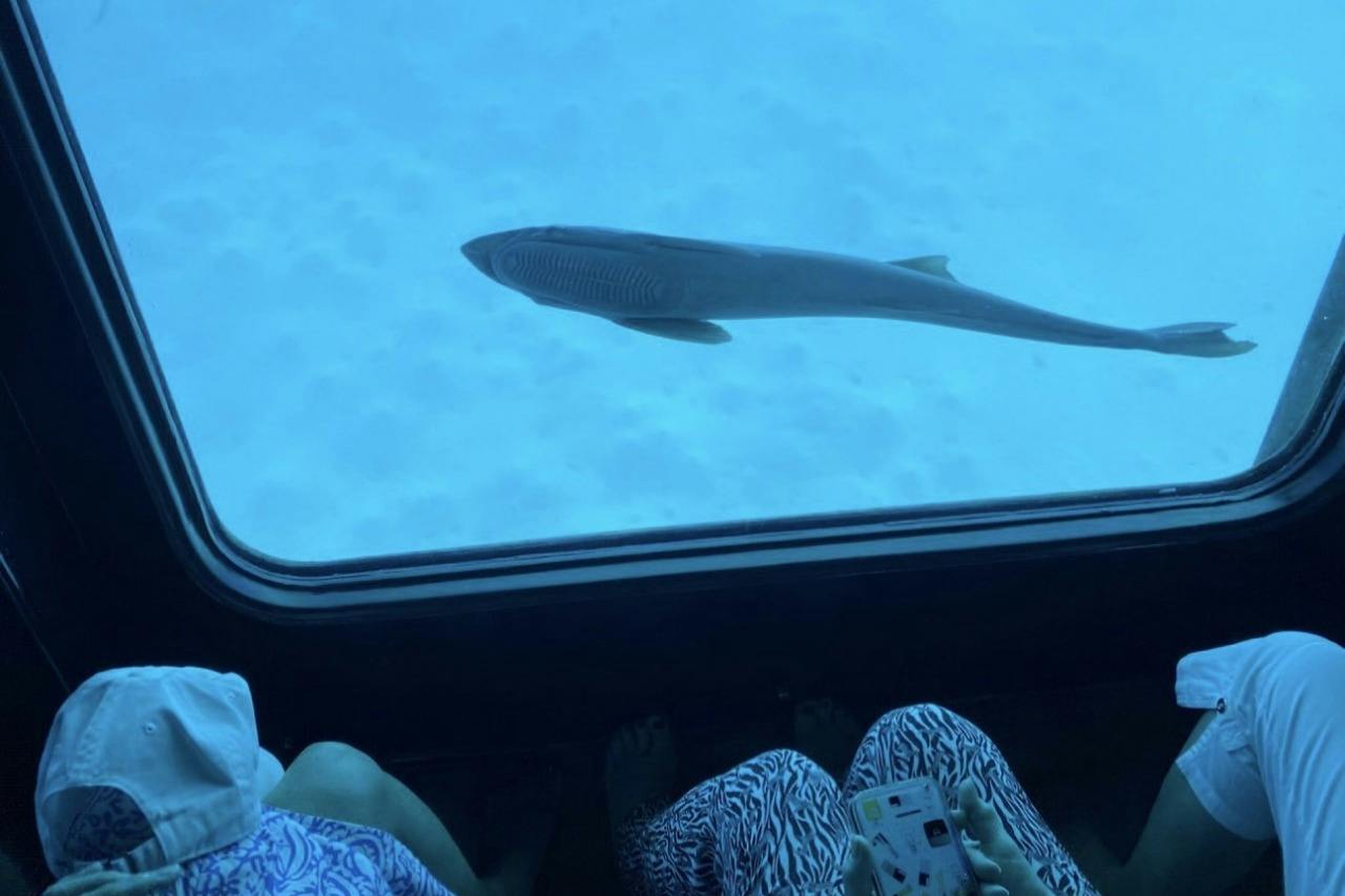 Underwater view of a fish swimming near a glass window, with people sitting inside and one holding a smartphone.