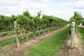 nuestra ruta panorámica atraviesa el corazón de la región vinícola del Niágara