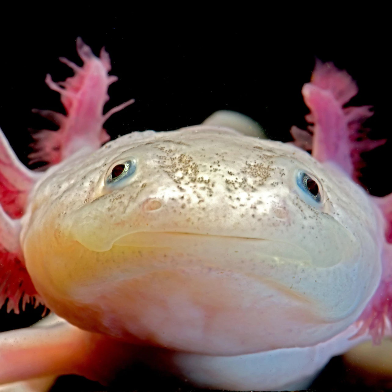 A close-up of an axolotl with pink gills and light-colored skin against a dark background.