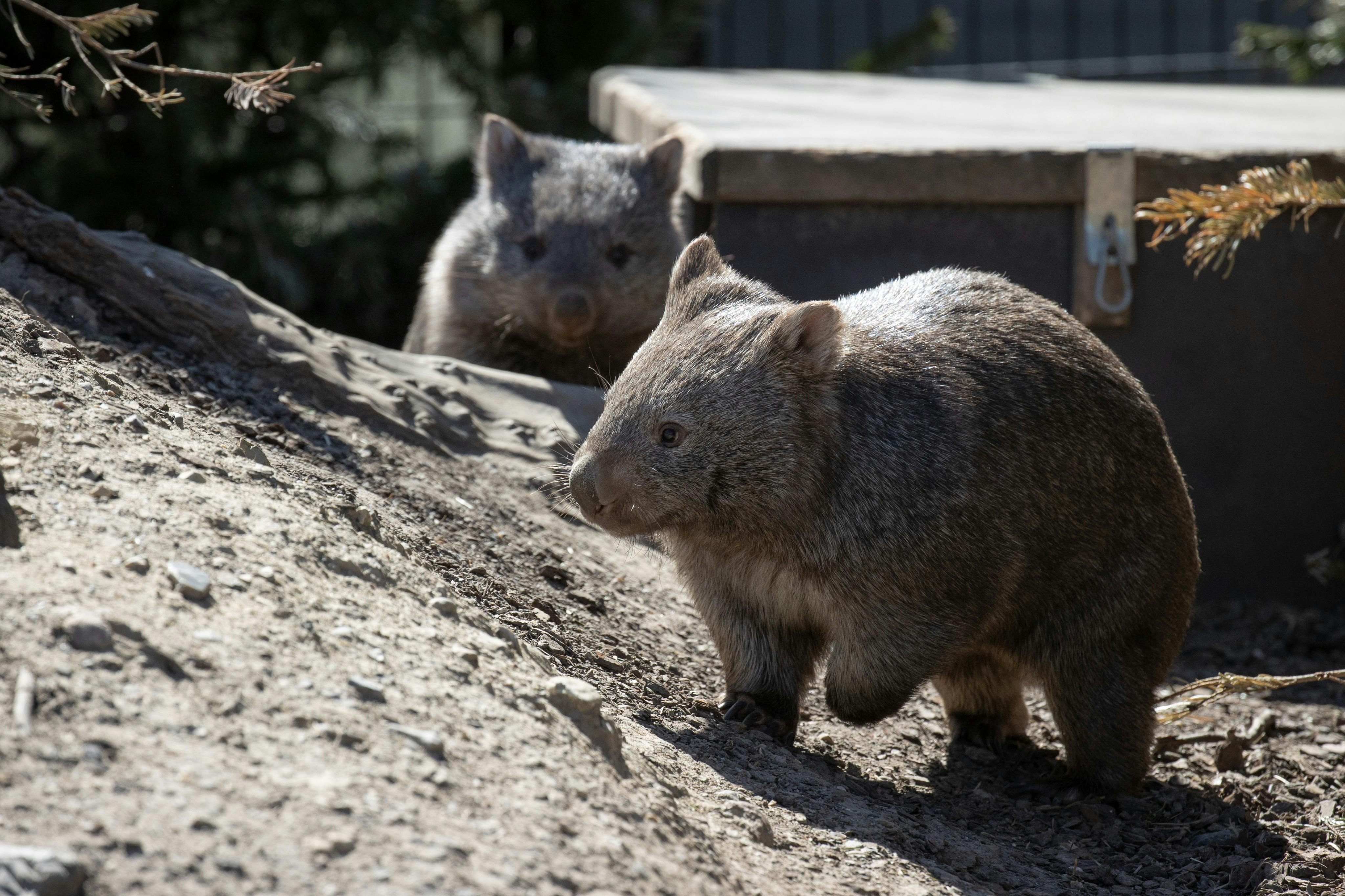 哥本哈根动物园