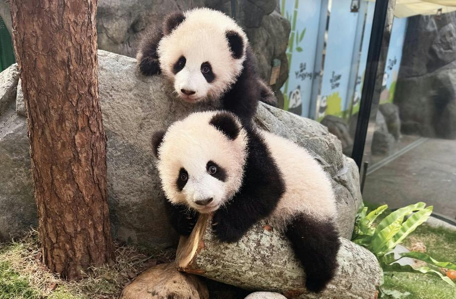 Two panda cubs climbing on rocks in an enclosure, with one on top of the other. Trees and bamboo are visible in the background.