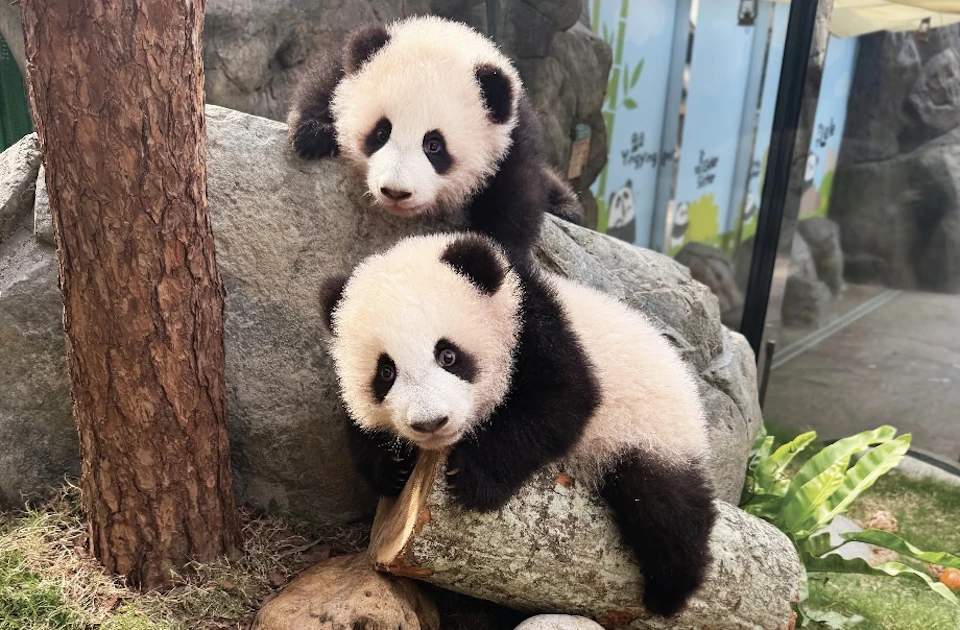 Two panda cubs resting on rocks, one lying and the other perched above, surrounded by a naturalistic enclosure.