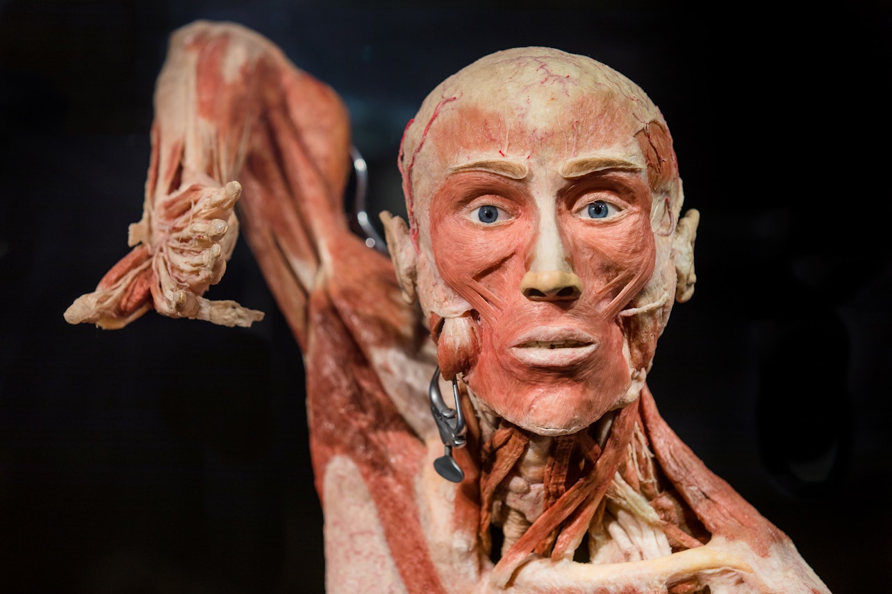 BODY WORLDS - The Happiness Project: Skip The Line - Accommodations in Ámsterdam