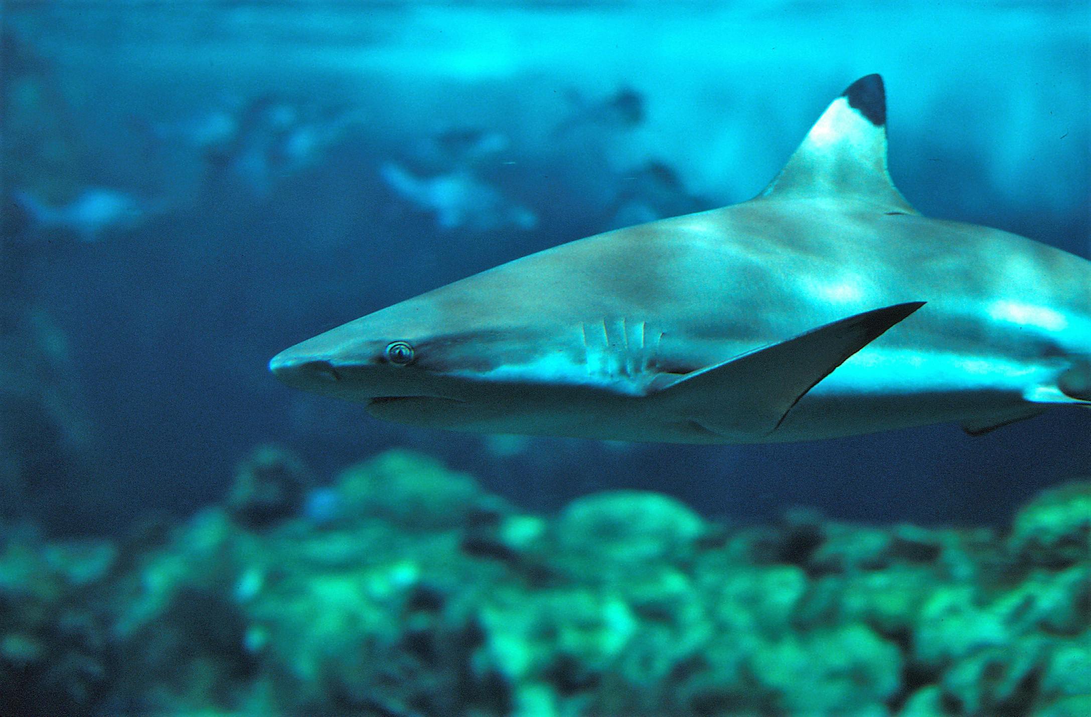 A shark swimming underwater with a blurred background of other sea creatures and underwater plants.