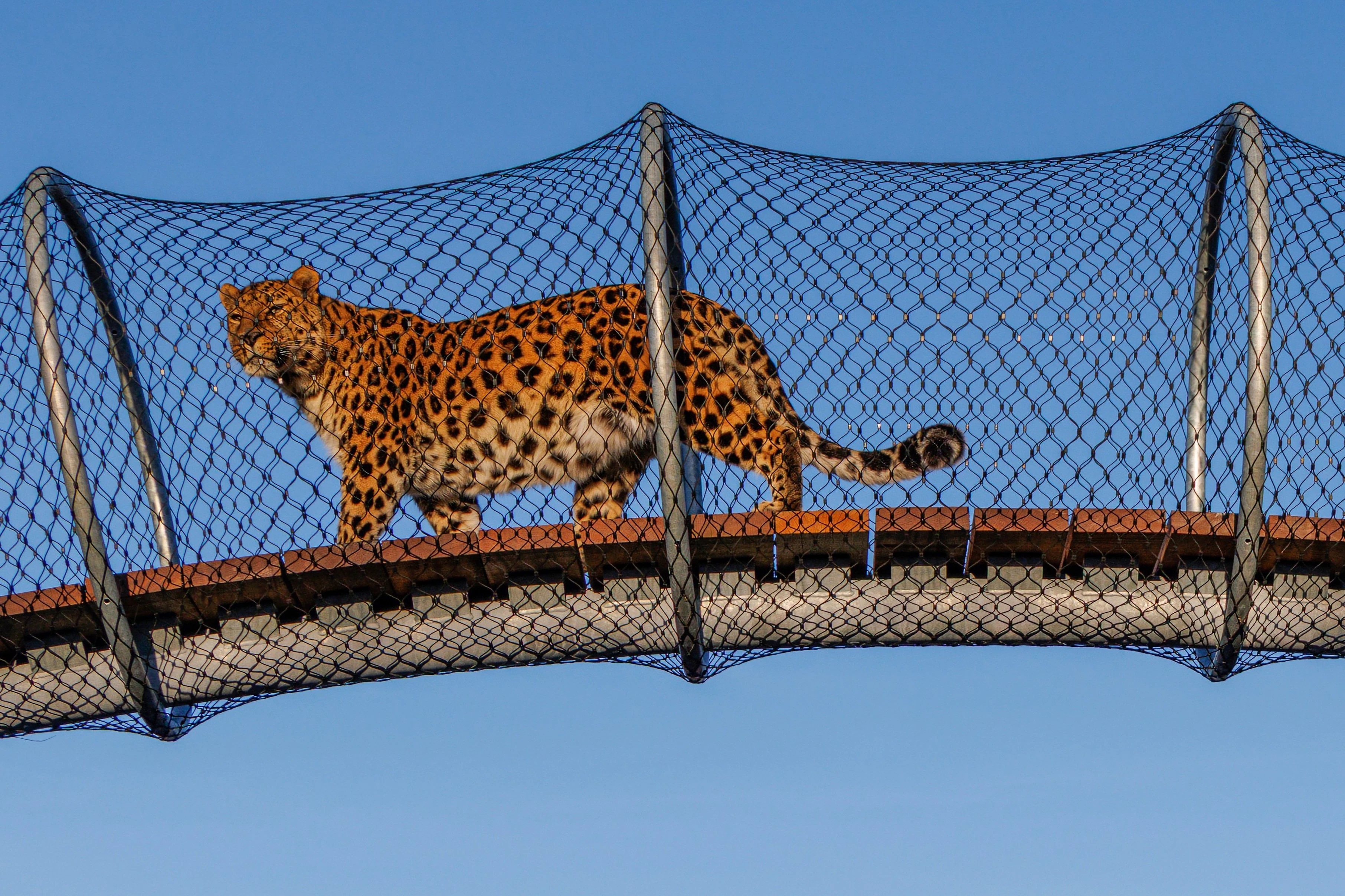 Copenhagen ZOO: Skip The Line Ticket