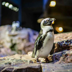 New England Aquarium: Entry Ticket 5