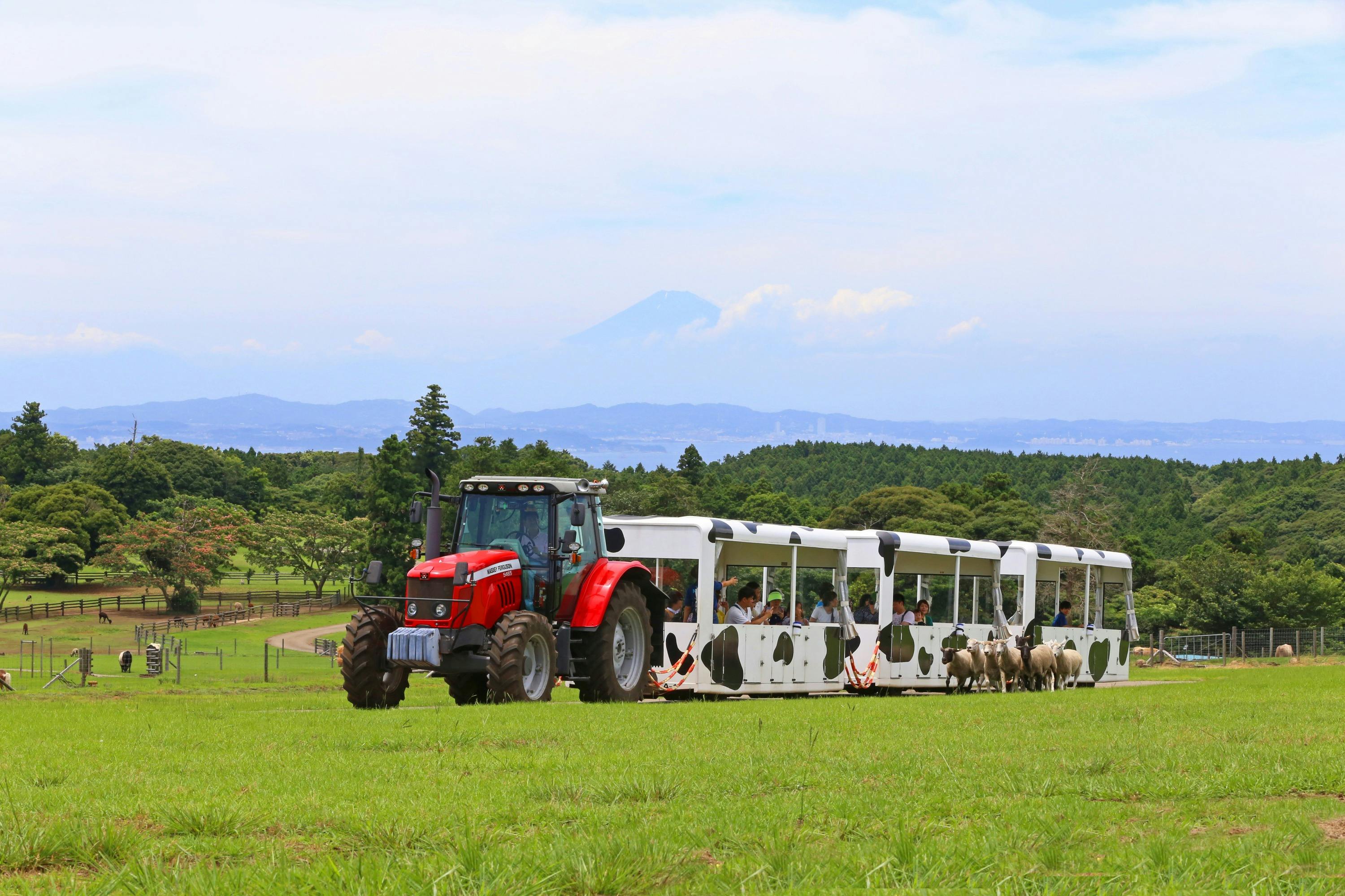A red tractor pulling a white train with cow patterns, carrying people through a green field with sheep nearby.