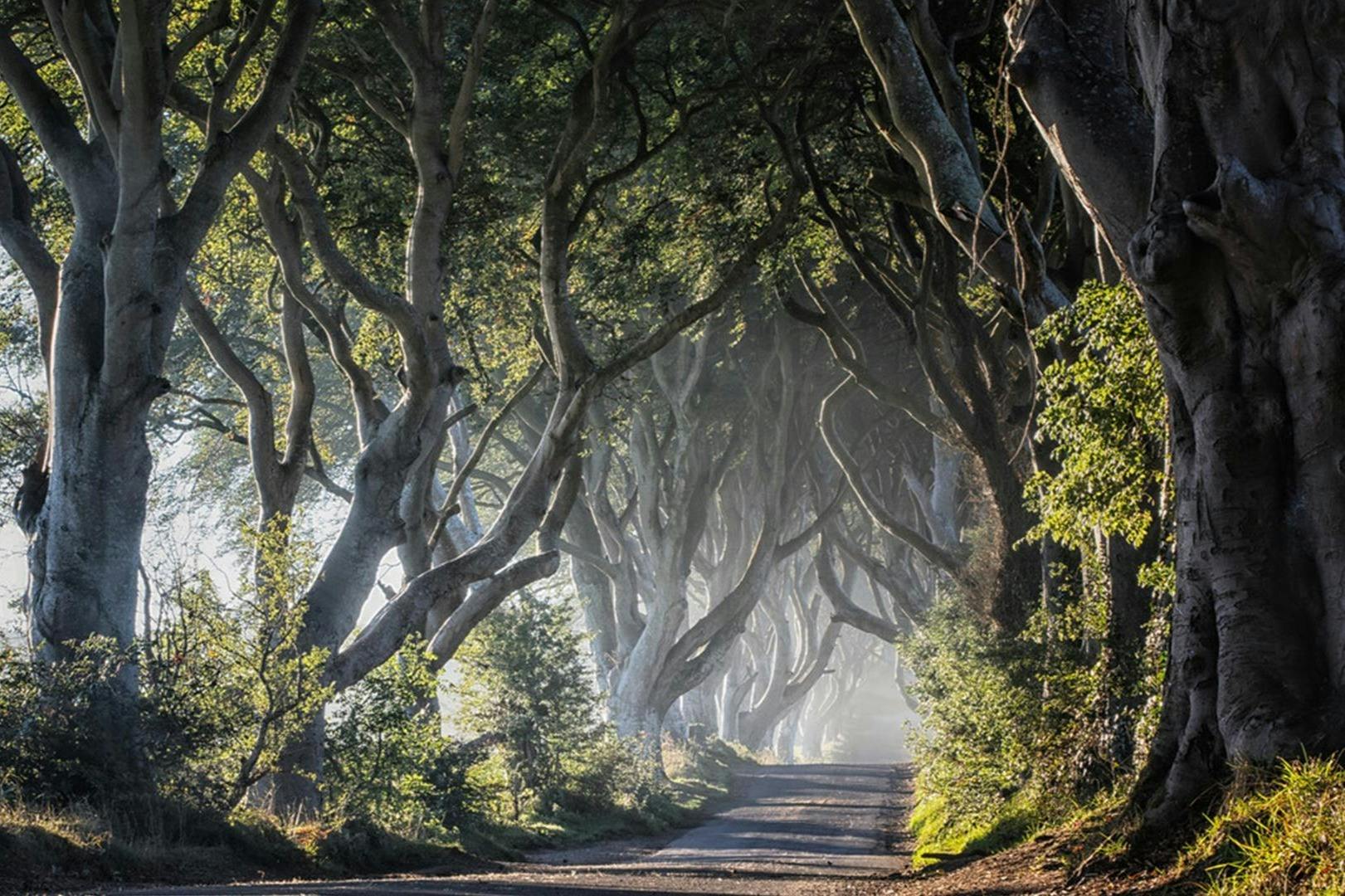 The Dark Hedges