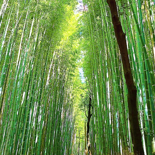 Kyoto: 10 pontos turísticos imperdíveis Visita guiada - Photo 2