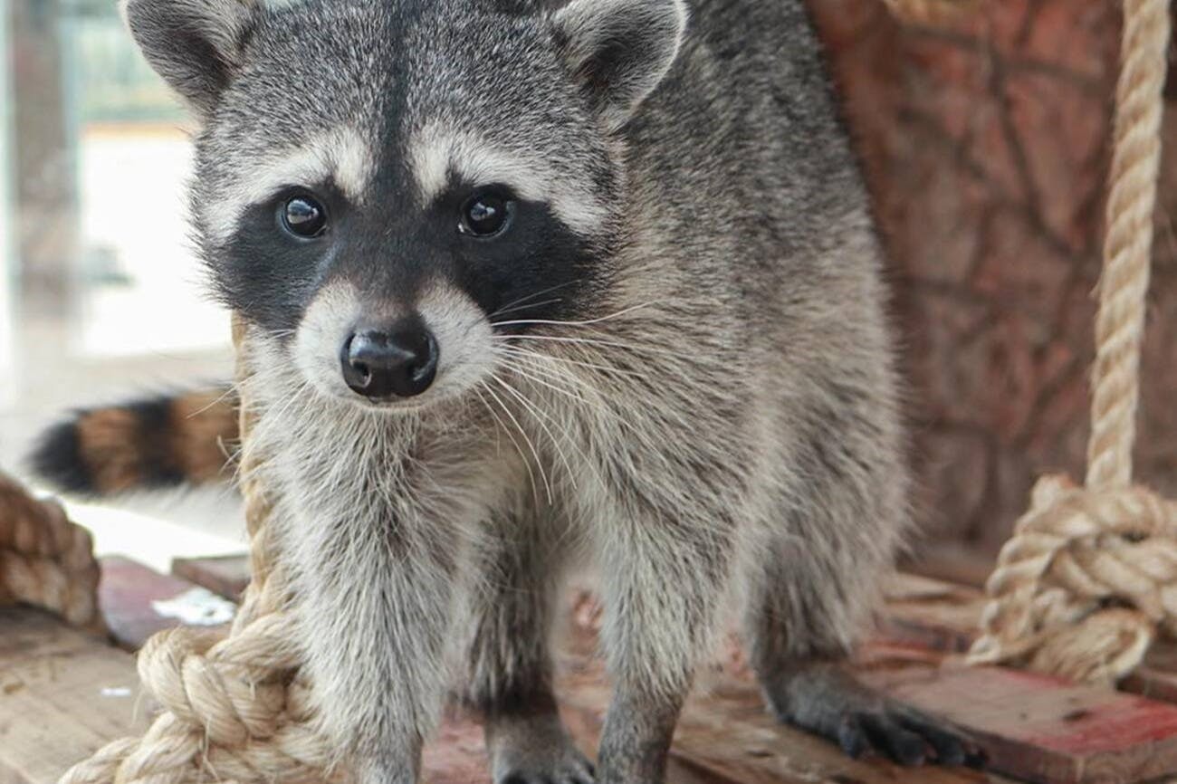 Michin Aquarium Puebla