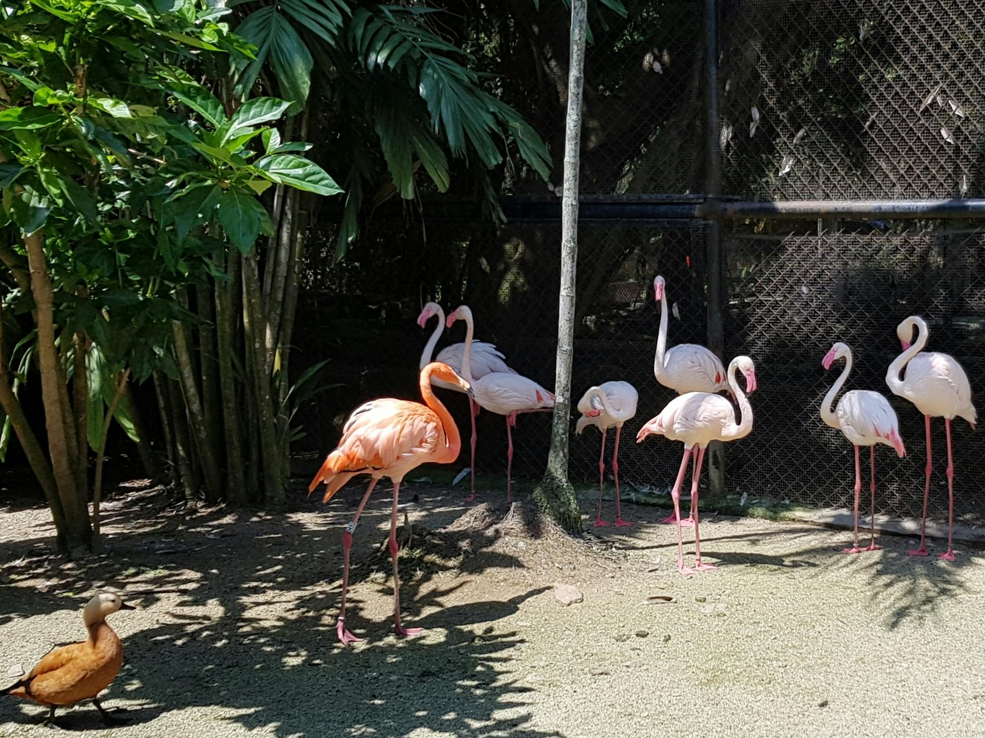 Penang Bird Park: Admission for Malaysian Citizens