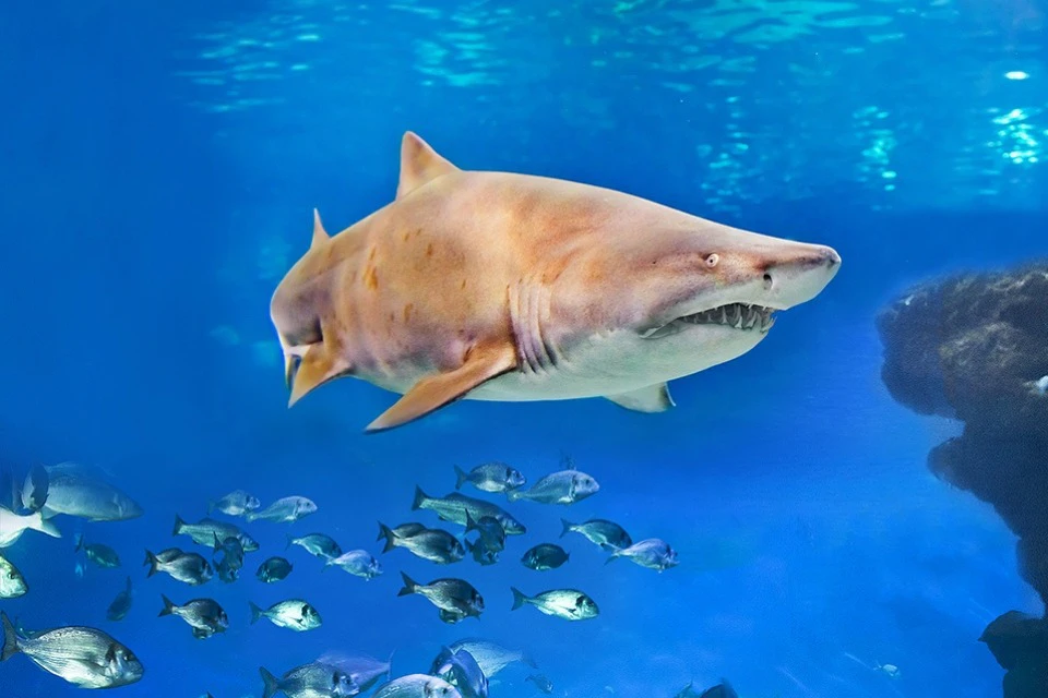 Shark