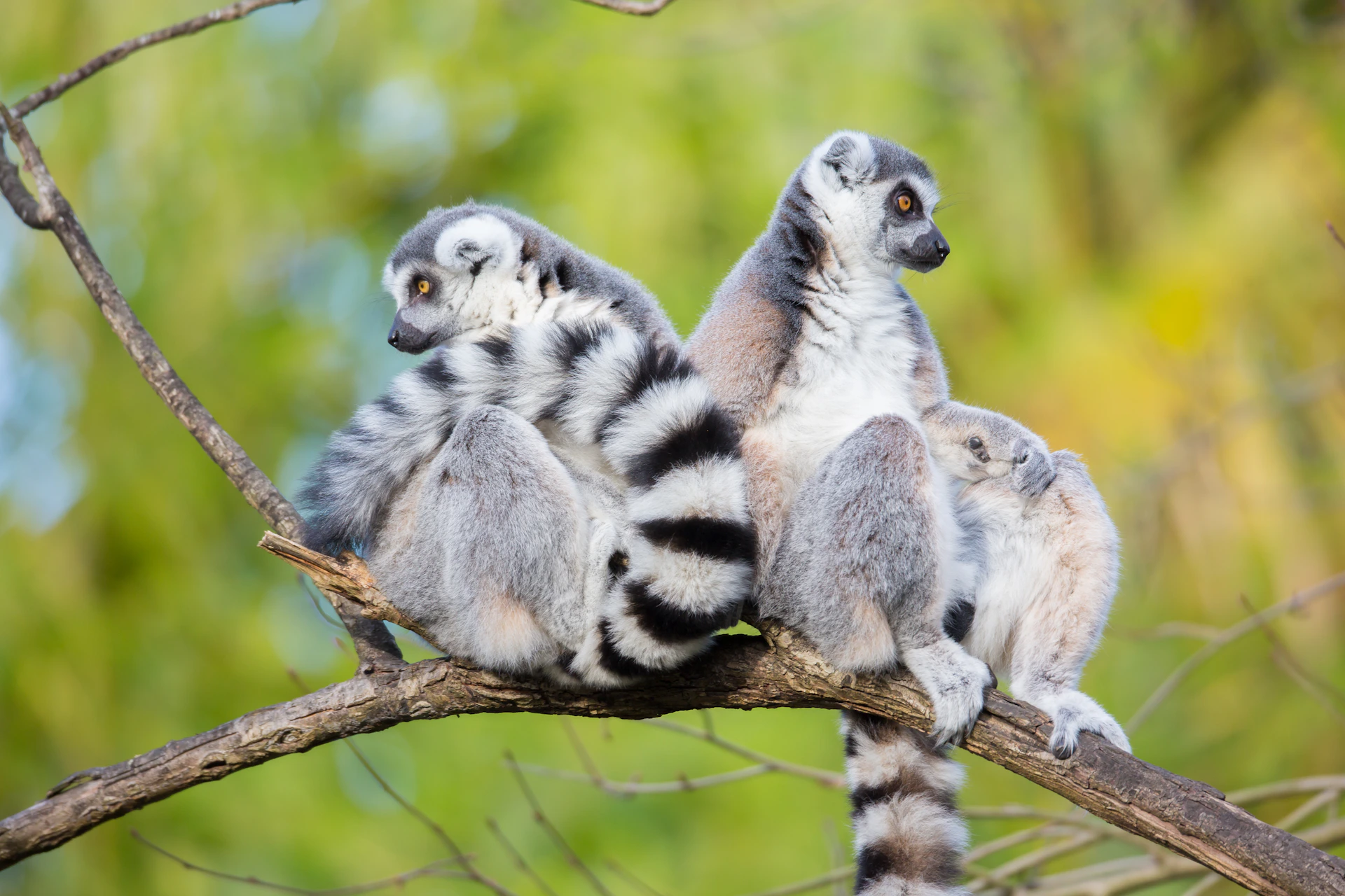 Three lemurs with striped tails sit closely on a tree branch with a blurred green background.