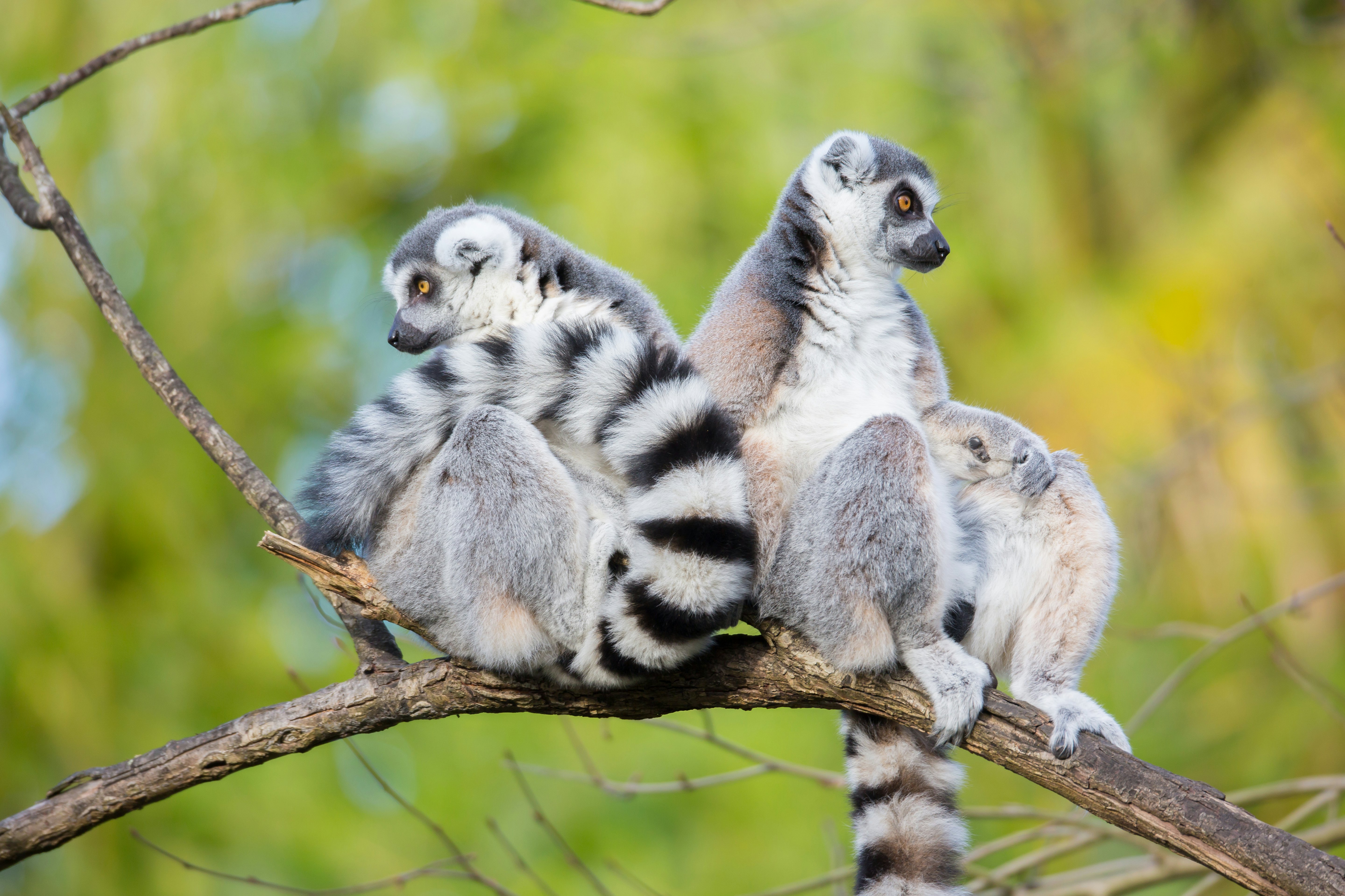 Woodland Park Zoo: Bilhete sem filas