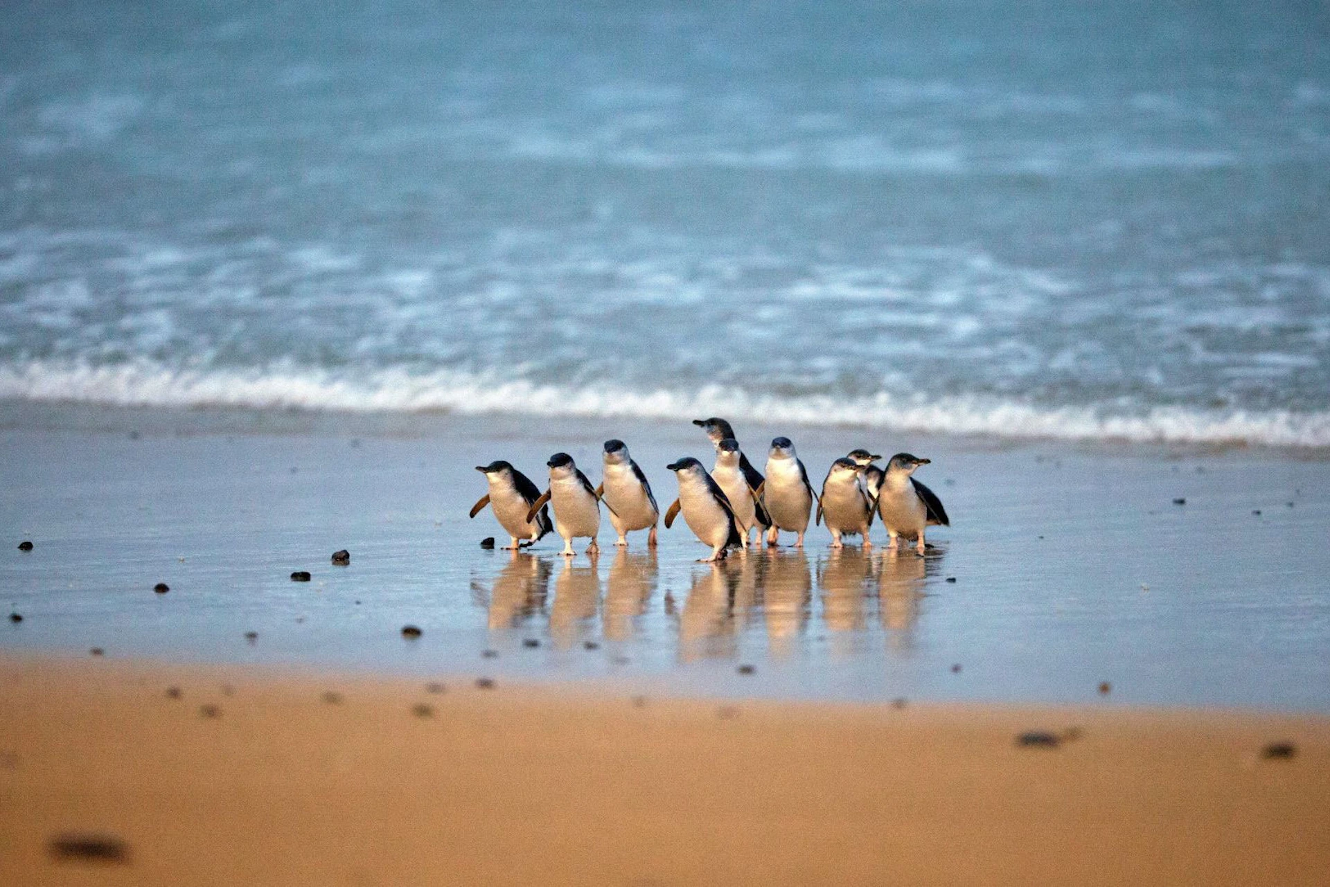 Phillip Island Penguin Parade
