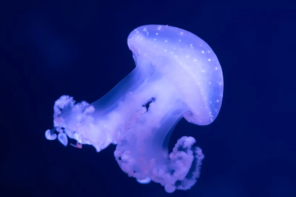 Aquarium de Paris: Entry Ticket — Tickets  in Paris
