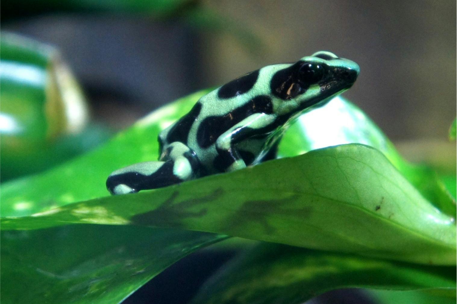 녹색 및 검은 나무 개구리